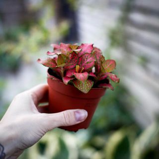 Fittonia 'Ruby Lime' 8,5 cm