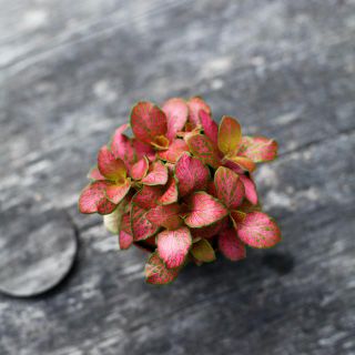 Fittonia 'Ruby Lime' 8,5 cm