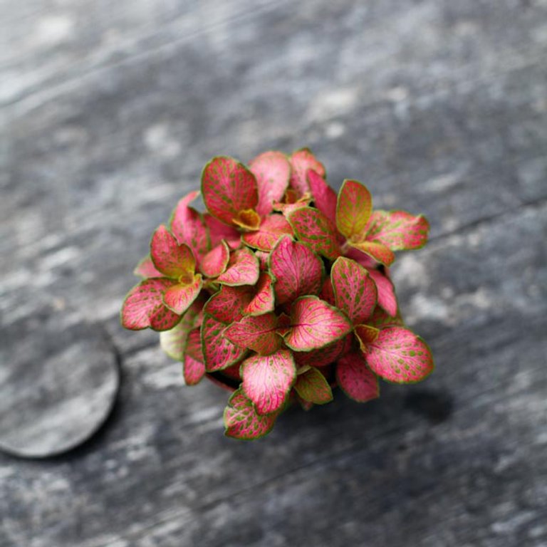 Fittonia 'Ruby Lime' 8,5 cm