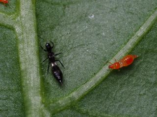 Franklino rovtrips 150 st – effektiv mot flera tripsarter