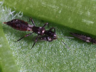 Franklino rovtrips 150 st – effektiv mot flera tripsarter