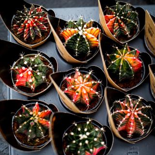 Gymnocalycium 'Variegata' - Olika färger