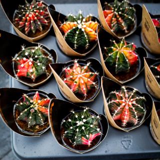 Gymnocalycium 'Variegata' - Olika färger