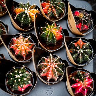 Gymnocalycium 'Variegata' - Olika färger