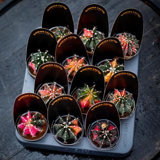 Gymnocalycium 'Variegata' - Olika färger