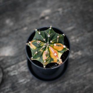 Gymnocalycium ’Variegata’ 7,5 - Olika färger