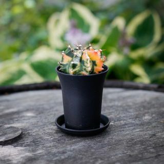 Gymnocalycium ’Variegata’ 7,5 - Olika färger