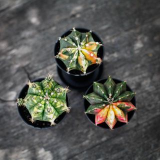 Gymnocalycium ’Variegata’ 7,5 - Olika färger