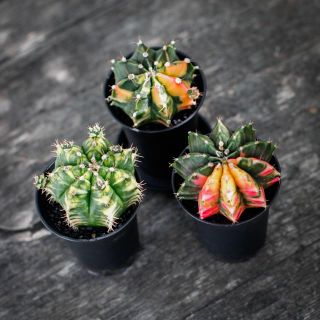 Gymnocalycium ’Variegata’ 7,5 - Olika färger