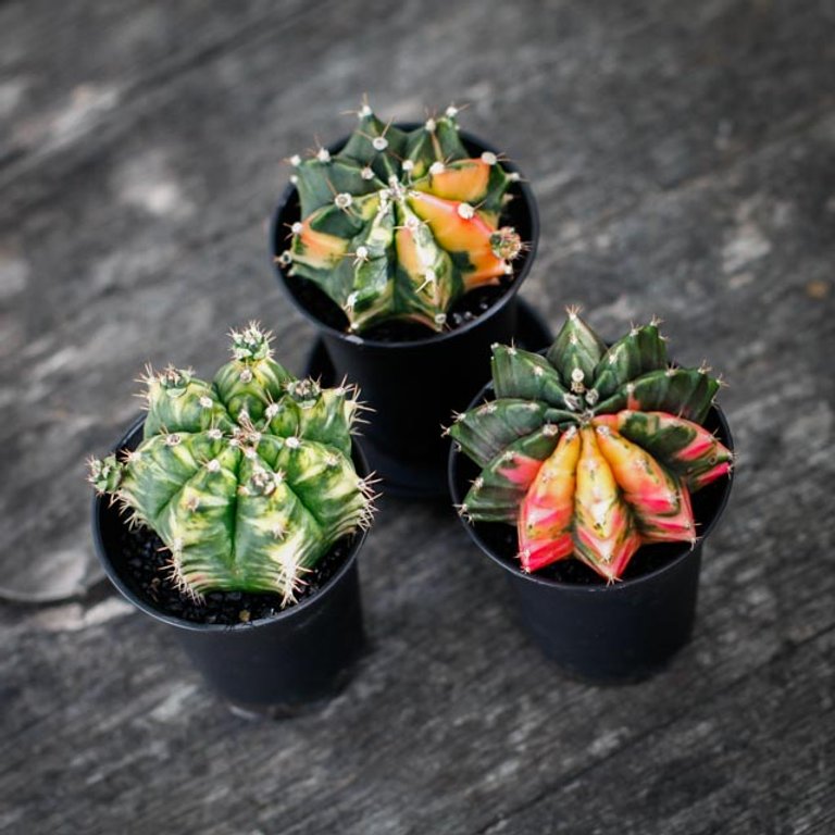 Gymnocalycium ’Variegata’ 7,5 - Olika färger