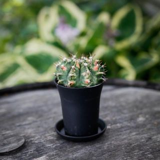 Gymnocalycium ’Variegata’ 7,5 - Olika färger