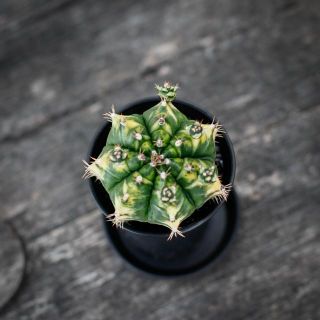 Gymnocalycium ’Variegata’ 7,5 - Olika färger