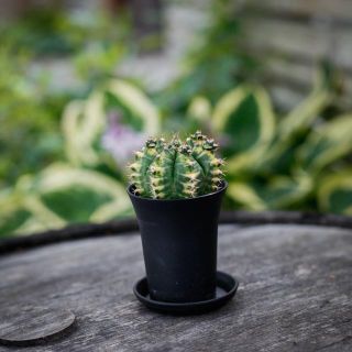 Gymnocalycium ’Variegata’ 7,5 - Olika färger