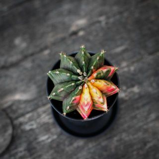 Gymnocalycium ’Variegata’ 7,5 - Olika färger