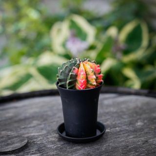 Gymnocalycium ’Variegata’ 7,5 - Olika färger