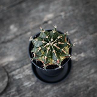 Gymnocalycium ’Variegata’ 7,5 - Olika färger
