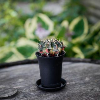 Gymnocalycium ’Variegata’ 7,5 - Olika färger