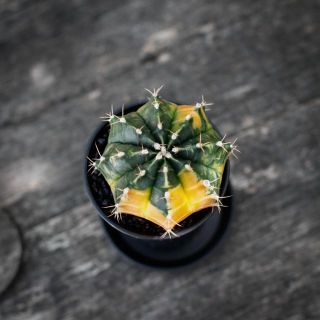 Gymnocalycium ’Variegata’ 7,5 - Olika färger
