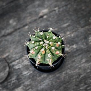 Gymnocalycium ’Variegata’ 7,5 - Olika färger