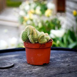 Hildewintera aureispina cristata 10,5 cm