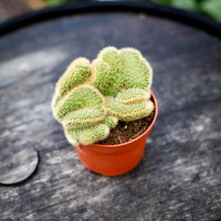 Hildewintera aureispina cristata 10,5 cm
