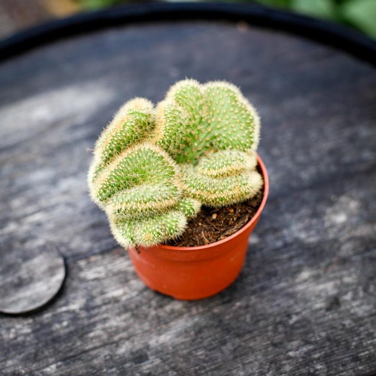 Hildewintera aureispina cristata 10,5 cm