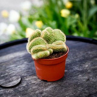 Hildewintera aureispina cristata 10,5 cm