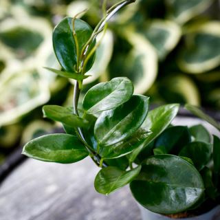 Hoya australis på båge 12 cm