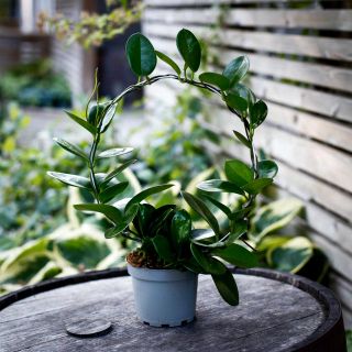 Hoya australis på båge 12 cm