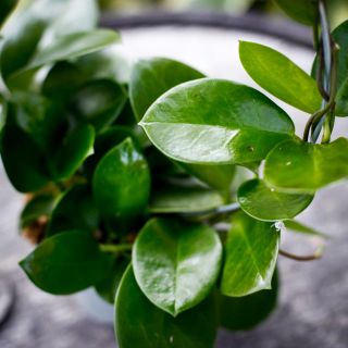 Hoya australis på båge 12 cm