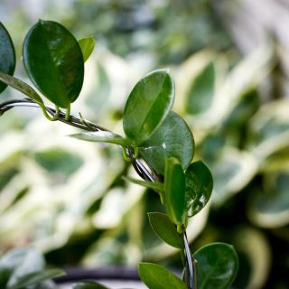 Hoya australis på båge 12 cm