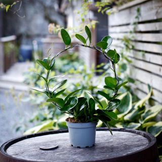 Hoya australis på båge 12 cm