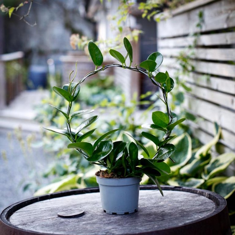 Hoya australis på båge 12 cm