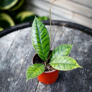 Hoya callistophylla 9 cm