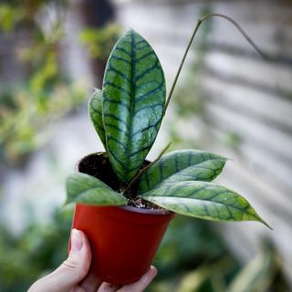 Hoya callistophylla 9 cm