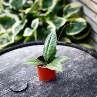 Hoya callistophylla 9 cm