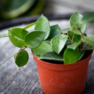 Hoya carnosa x serpens 'Chouke' 9 cm
