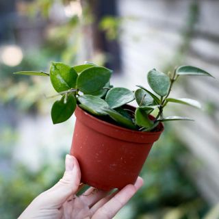 Hoya carnosa x serpens 'Chouke' 9 cm