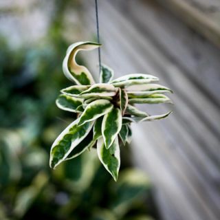Hoya i snäcka - olika sorter