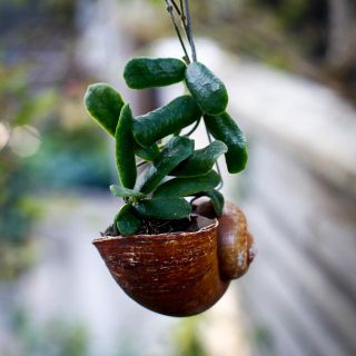 Hoya i snäcka - olika sorter