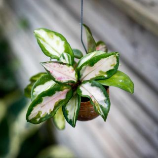 Hoya i snäcka - olika sorter