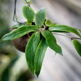 Hoya i snäcka - olika sorter