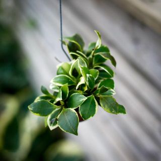 Hoya i snäcka - olika sorter
