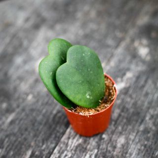 Hoya kerrii Dubbel 6 cm