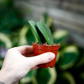 Hoya kerrii Dubbel 6 cm