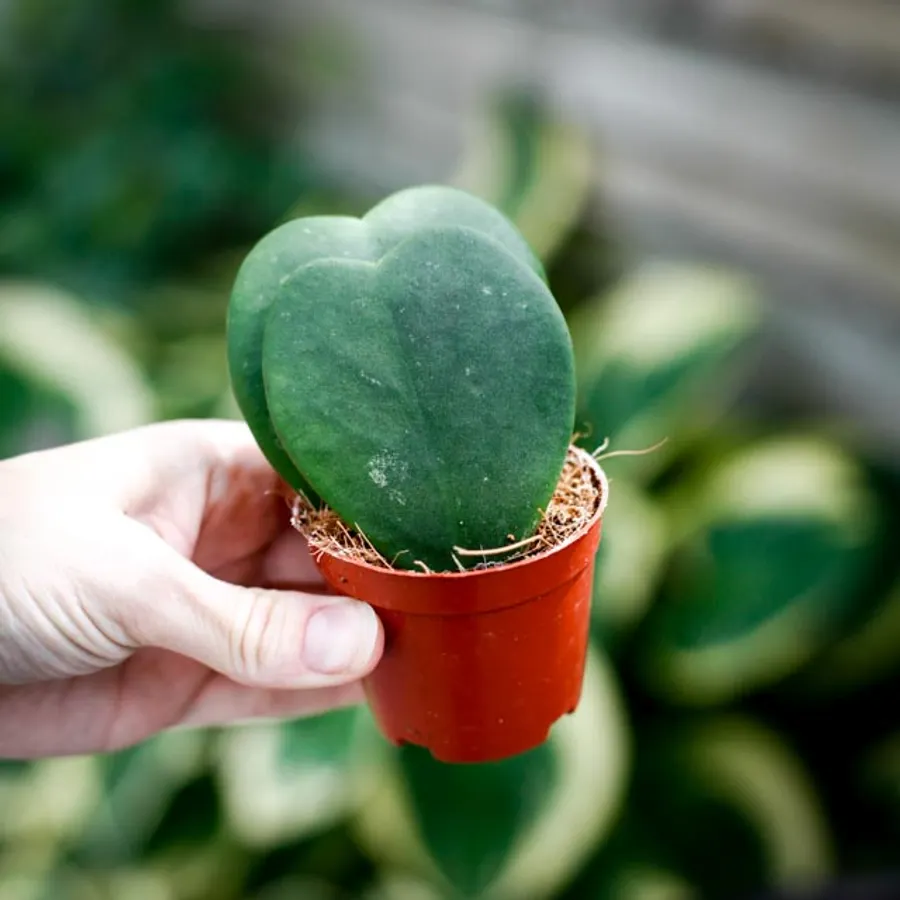 Hoya kerrii Dubbel med tv&aring; hj&auml;rtformade blad i en liten kruka