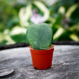 Hoya kerrii Dubbel 6 cm