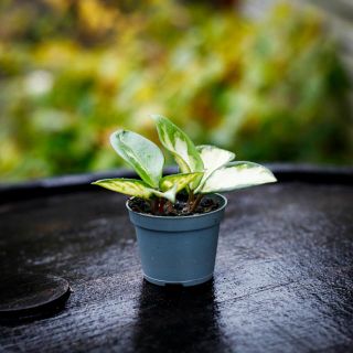 Hoya 'Krimson Princess'