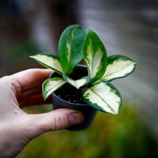 Hoya 'Krimson Princess'