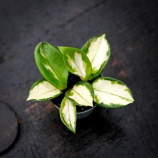 Hoya 'Krimson Princess'